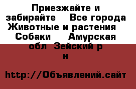 Приезжайте и забирайте. - Все города Животные и растения » Собаки   . Амурская обл.,Зейский р-н